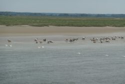 Schafe in der Baie de Somme